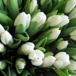 snowdrop
