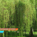 vlcsnap-2016-04-07-18h18m13s603