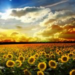 sunflowers_field-807387