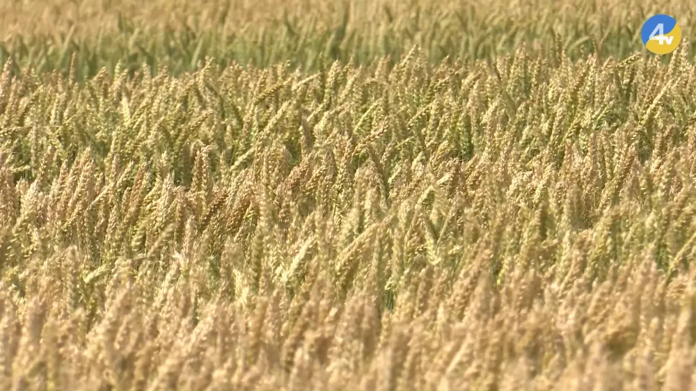 vlcsnap-2025-07-14-15h48m42s406