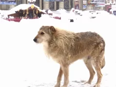 Зоозахисники радять годувати і давати прихисток безпритульним тваринам під час морозів