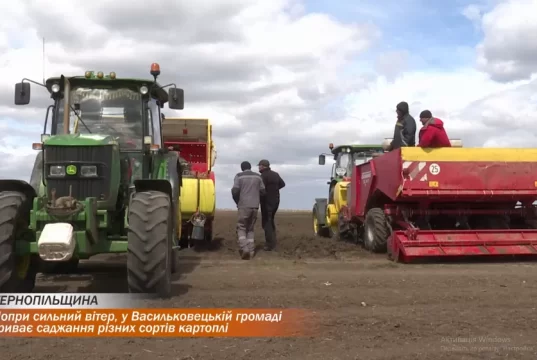 Попри сильний вітер, у Васильковецькій громаді триває саджання різних сортів картоплі