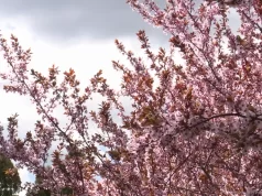 Медики називають пилок берези головним подразником весняної алергії