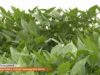 У селі Деренівка аграрії вирощують батат