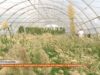 У селі Деренівка аграрії вирощують сухоцвіти для декору та флористики