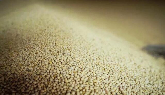 soya-rekord-40004