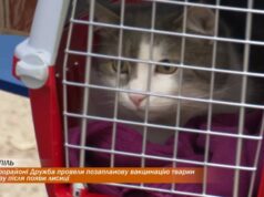 У Тернополі провели позапланову вакцинацію тварин від сказу після появи лисиці